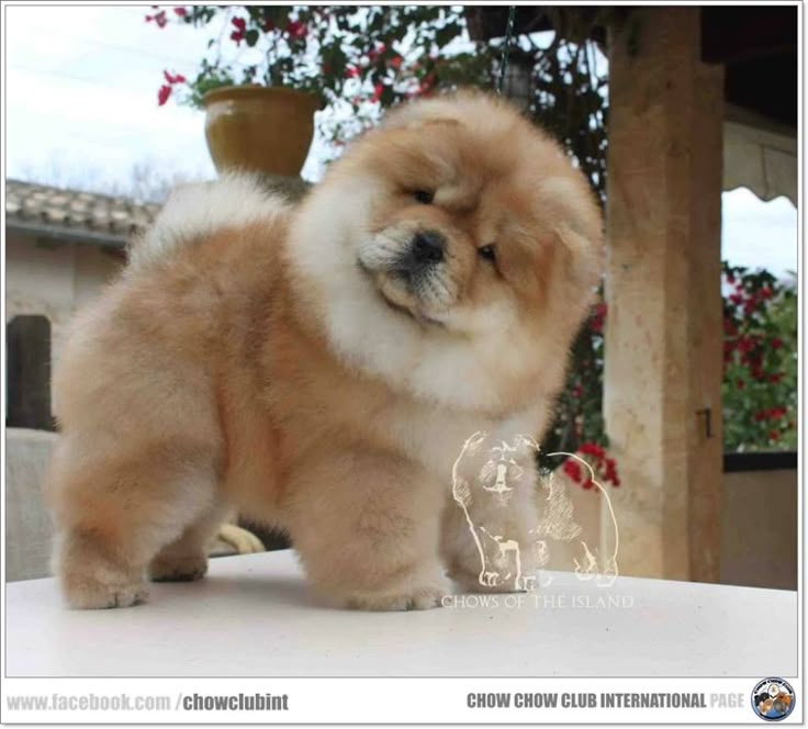 fuzzy chow chow puppy best 25 chow chow puppies ideas on chow chow dogs best puppy chow image fuzzy chow chow puppy best 25 chow chow puppies ideas on chow chow dogs best puppy chow image