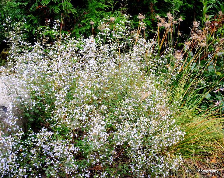 Pin by Roseteilly on Garden in 2021 | Montrose, Plants, Garden center