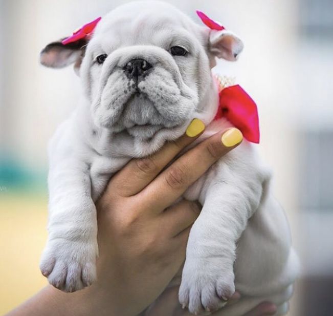 English Bulldogs Wallpaper English Bulldogs Wallpaper