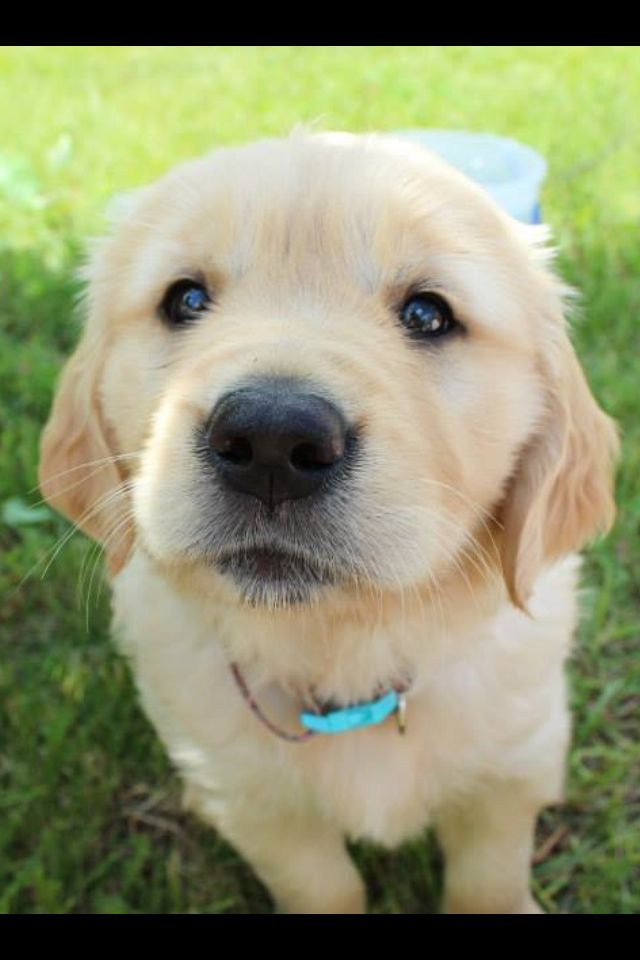 top names for golden retrievers best 25 golden retriever names ideas on puppies pups and top names for golden retrievers best 25 golden retriever names ideas on puppies pups and