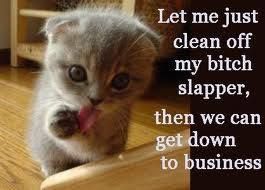 29 best funny cat memes images on pinterest funny animals, cute aa23d056bcb26dfd9b5d941b0f5d3967 funny shit funny stuff 29 best funny cat memes images on pinterest funny animals, cute