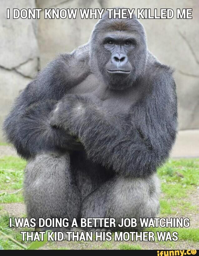 36 best harambe images on pinterest dankest memes, the gorilla and aa26c7f4fdf331d460c74cb0297f1269 harambe meme bae meme 36 best harambe images on pinterest dankest memes, the gorilla and