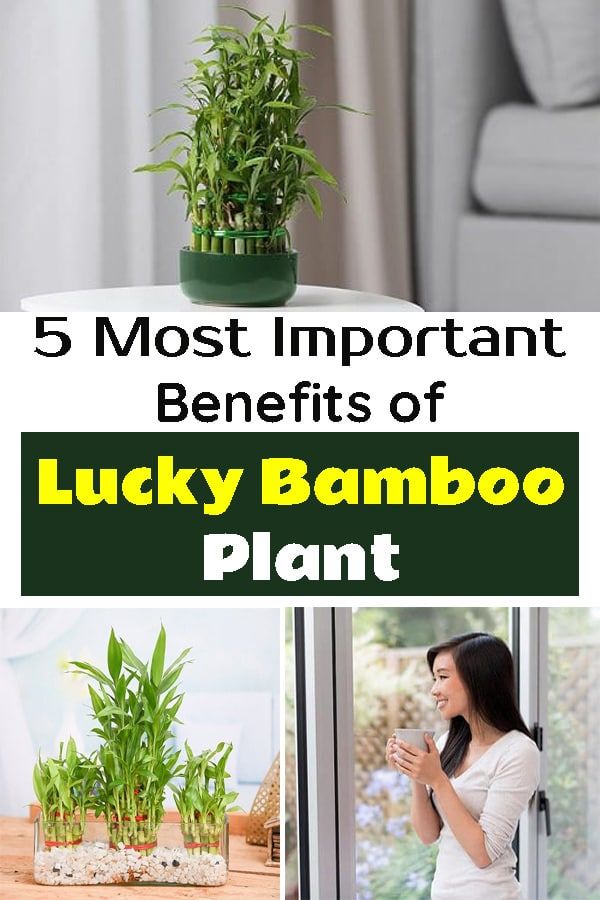 Popular Bamboo plants for home benefits Trend in 2022