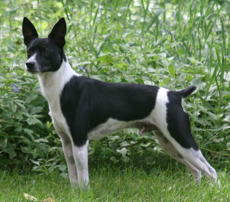 Rat Terrier Westminster Dog Show Rat Terrier Westminster Dog Show