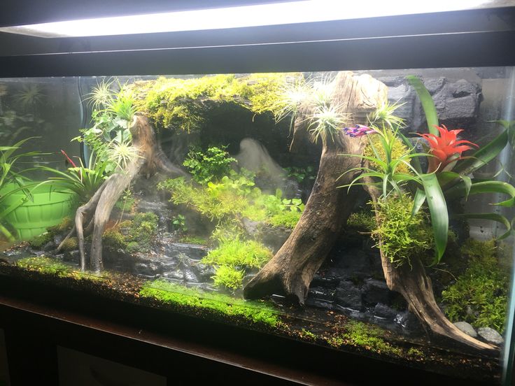 35 Best Aquariums, Terrarium, Vivariums Images On Pinterest DIY Terrarium for poison dart frogs - 35 Best Aquariums, Terrarium, Vivariums Images On Pinterest