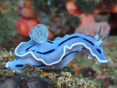 可愛いウミウシ のアイデア 530 件 ウミウシ うみうし 海洋生物 可愛いウミウシ のアイデア 530 件 ウミウシ うみうし 海洋生物
