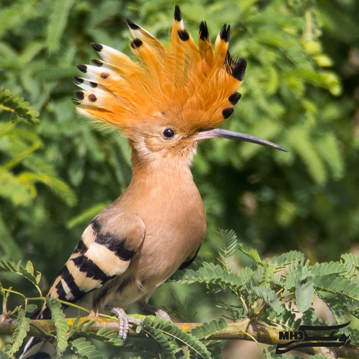 how to photograph birds with a digital camera how to photograph birds with a digital camera