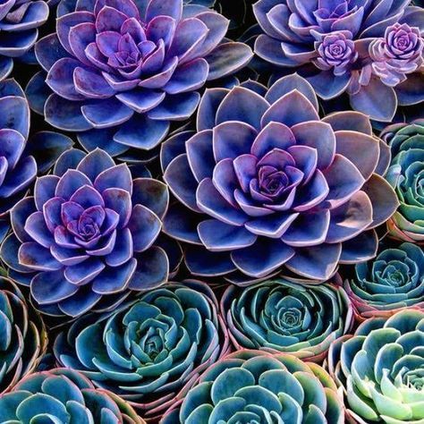 40 best Garten images on Pinterest Decks, Backyard ideas and - mein garten rtl 40 best Garten images on Pinterest Decks, Backyard ideas and - mein garten rtl