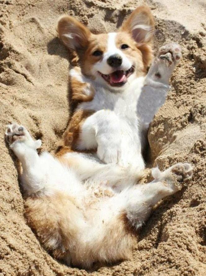 find corgi puppies best 25 corgi puppies ideas on baby corgi adorable puppies and korgi puppies find corgi puppies best 25 corgi puppies ideas on baby corgi adorable puppies and korgi puppies