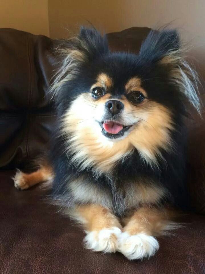 pomeranian colors black best 25 black pomeranian ideas on black pomeranian puppies pomeranian pomeranian colors black best 25 black pomeranian ideas on black pomeranian puppies pomeranian