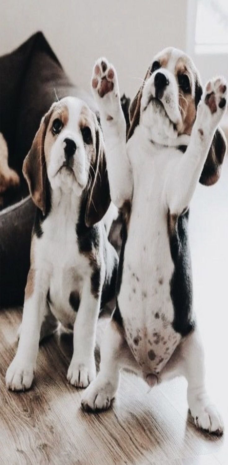 Puppies Development Stages Week By Week From Birth To Adulthood