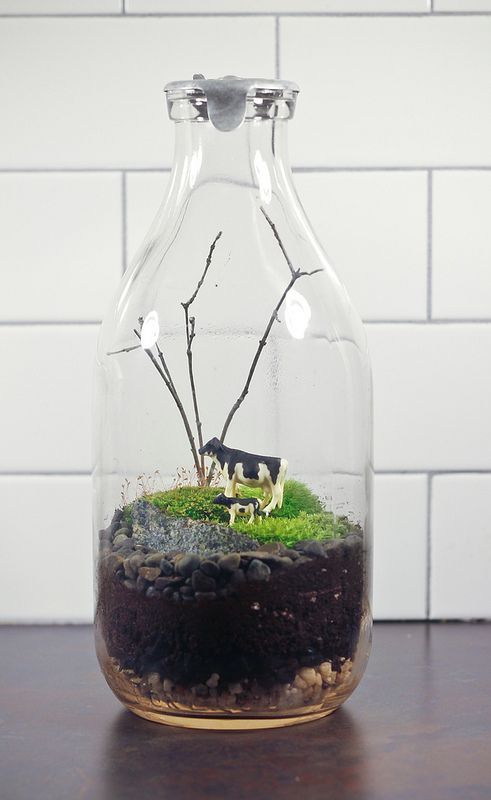 40 Best Custom Terrarium Images On Pinterest Garden Terrarium Adorable Milk Bottle Decorating Ideas 40 Best Custom Terrarium Images On Pinterest Garden Terrarium Adorable Milk Bottle Decorating Ideas