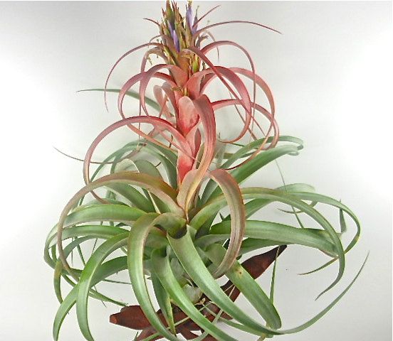 Air Plant Capitata X Xerographica Xl Stunning Air Plant Capitata X Xerographica Xl Stunning Tillandsia Easy Care Start Your Collection Today Special Variety Ferngully