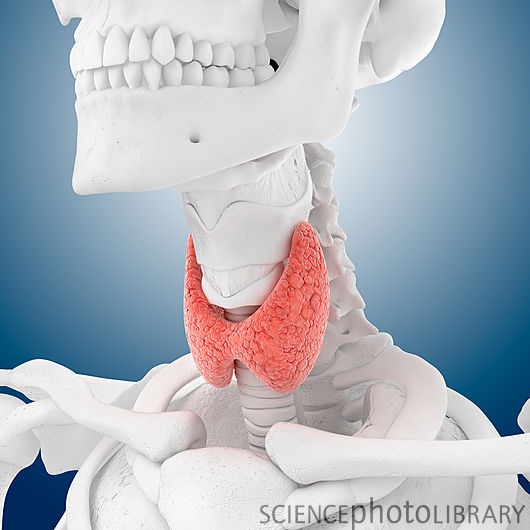 Thyroid cancer biology