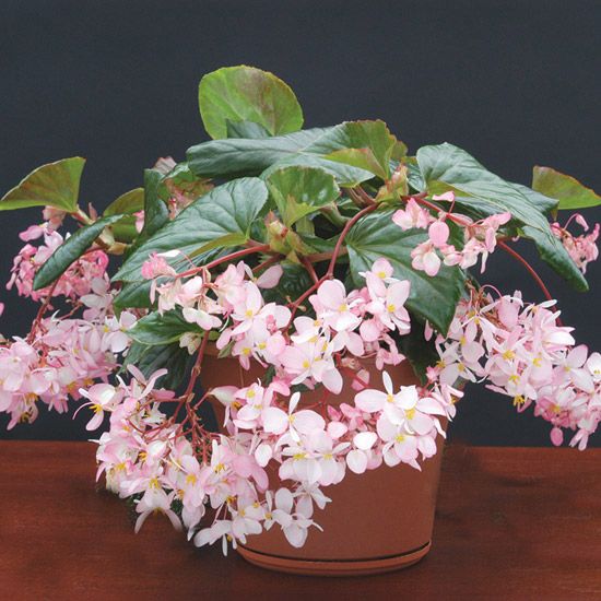 23 Best Scented Houseplants Images On Pinterest Geranium Top Fragrant Houseplants