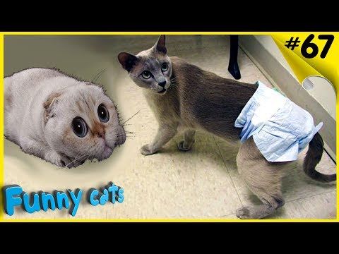 Подборка приколов с котами 2017 Лучшие прикол...