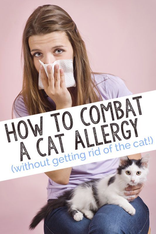 Cat nasal allergy