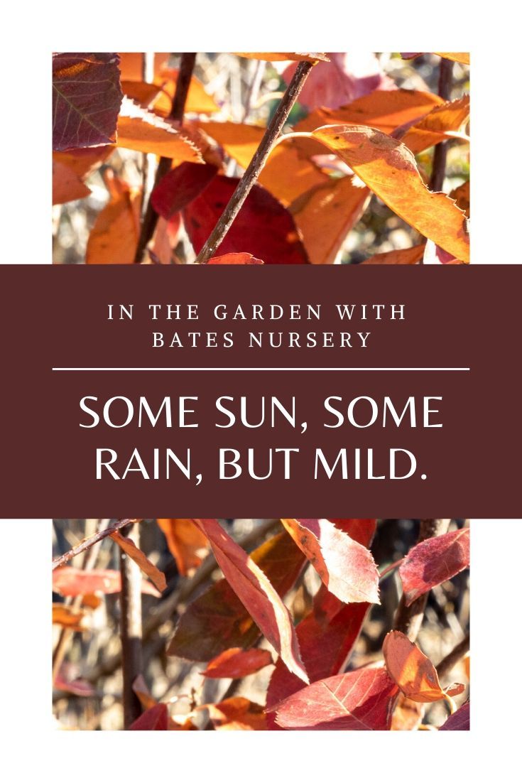 Beautiful Winter Plants And Flowers That Survive The Cold Winter Plants Winter Garden Plants