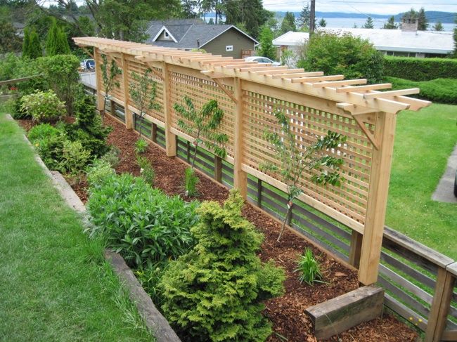 Privacy Trellis Ideas Part - 45: This Picture Shows 2 Espaliered Cherry Trees 2 Espaliered Apple Trees On A Lattice Pergola/trellis. The Combination Of Plants And Lattice Provides Privacy ...