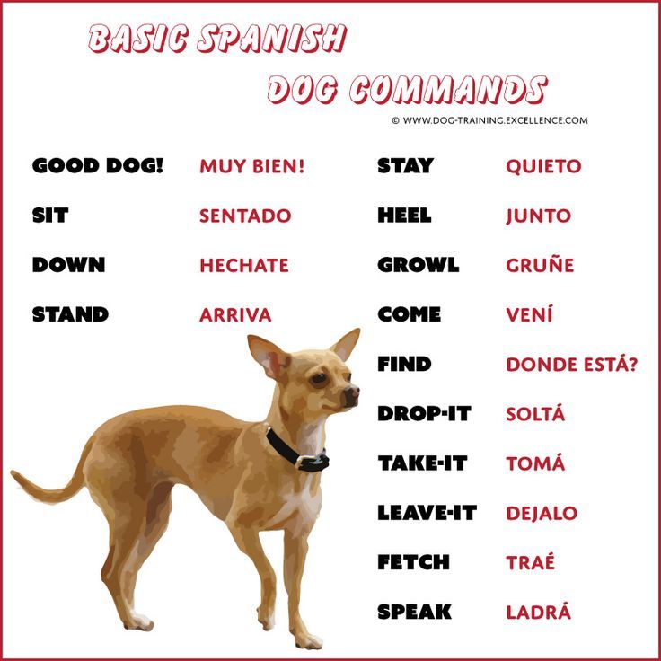 Dog Clicker Training Where To Start With Clicker Training Dog