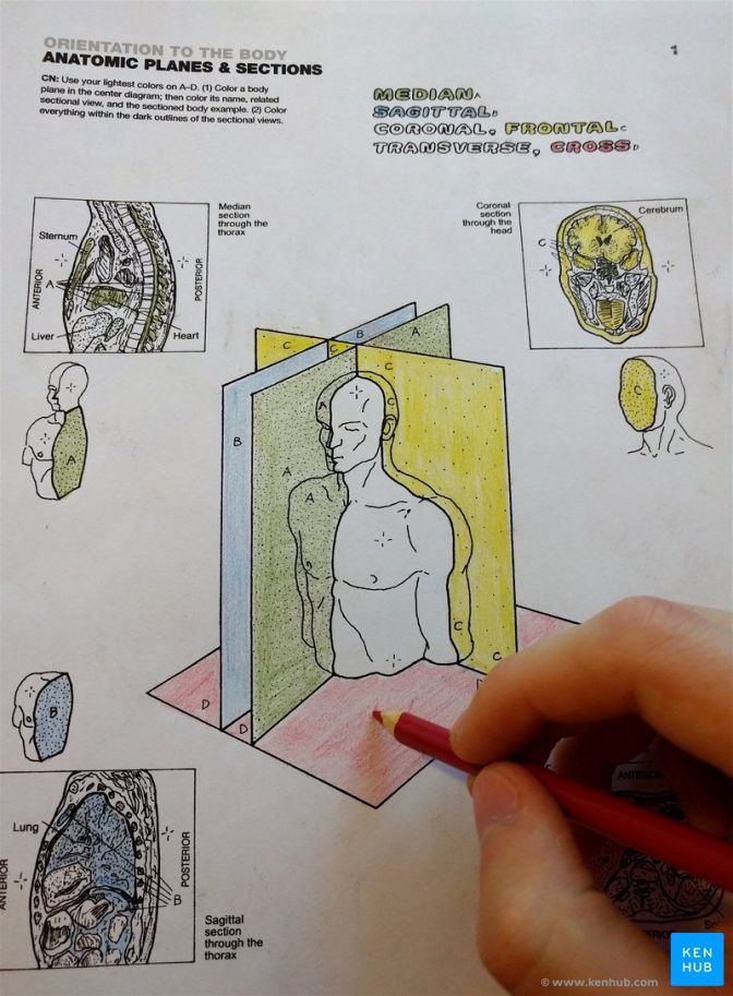 Anatomy Coloring Book Free Awesome Coloring Marvelous Histology Coloring Book Coloring Books In 2020 Anatomy Coloring Book, Coloring Books, Coloring Book Art - Anatomy Coloring Book Free Awesome Coloring Marvelous Histology Coloring Book Coloring Books In 2020 Anatomy Coloring Book, Coloring Books, Coloring Book Art