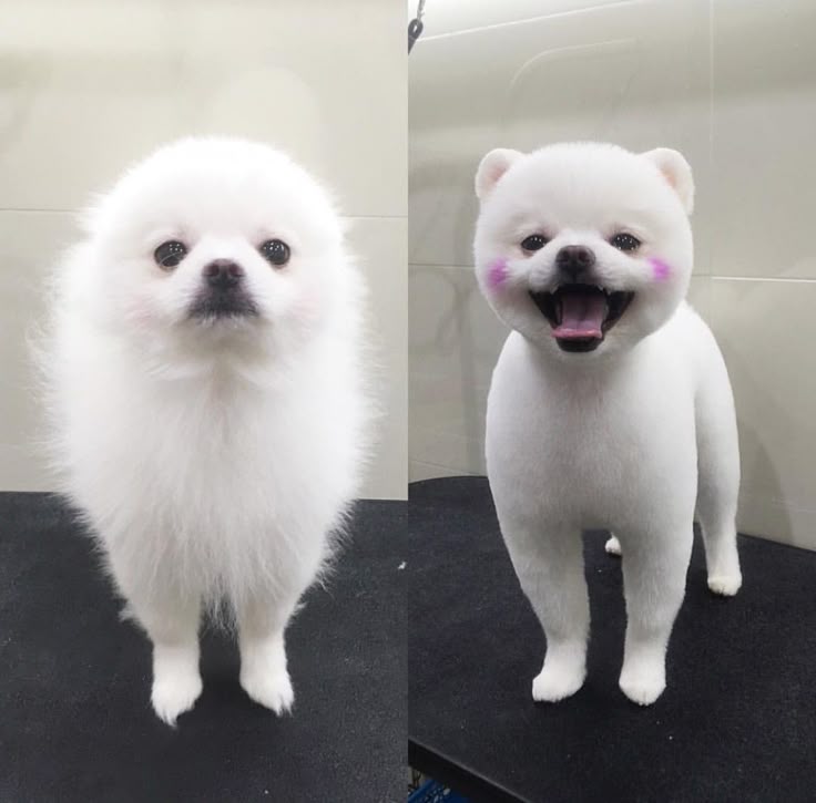 Where Can I Get My Dog Groomed For Free Where Can I Get My Dog Groomed For Free