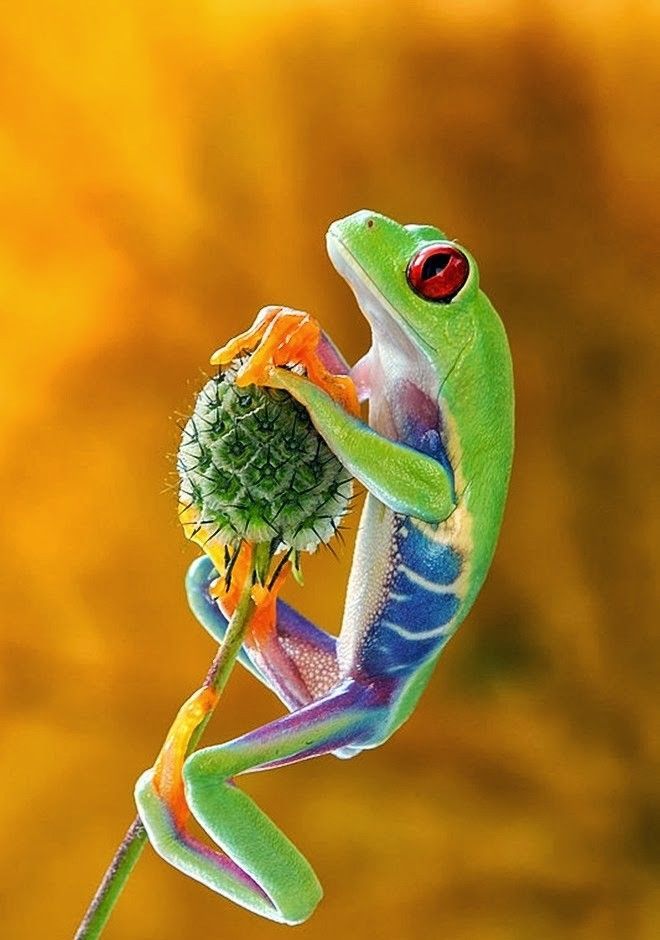 Hookup Ringtone Frog Expert Cincinnati Crazy Hookup Ringtone Frog Expert Cincinnati Crazy