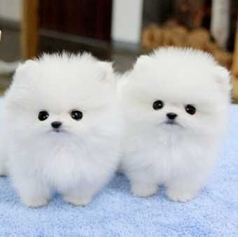 teacup pomeranian puppies for sale melbourne 25 b 228 sta teacup pomeranian id 233 erna p 229 pomeranian valp dv 228 rgspets och teacup pomeranian puppies for sale melbourne 25 b 228 sta teacup pomeranian id 233 erna p 229 pomeranian valp dv 228 rgspets och