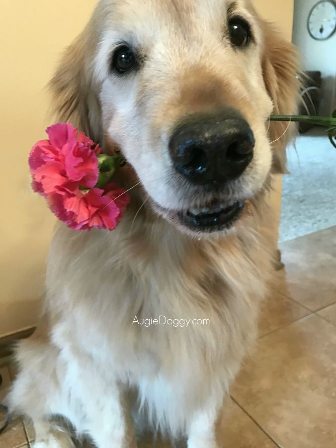 This Is For The Ladies 3 Goldenretriever Dog Cute Animals