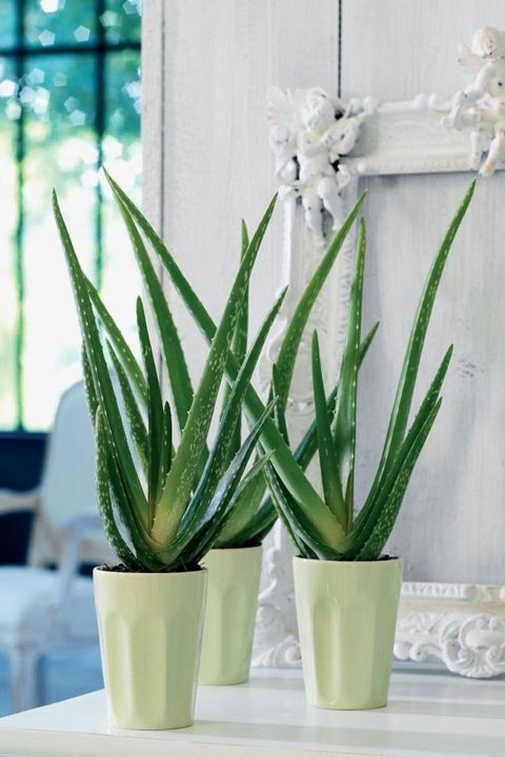 Aloe Vera Schlafzimmer Aloe Vera Pflanze Im Schlafzimmer - Schlafzimmer