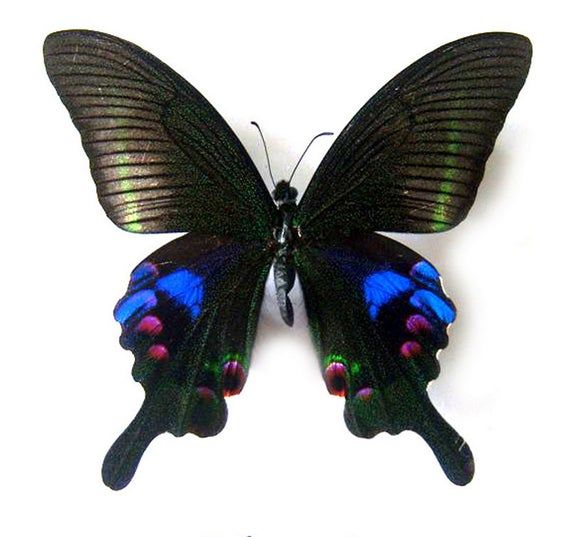 Real framed butterfly Display Rare Insect Taxidermy Real Spot Swordtail Butterfly Display