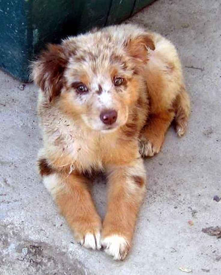 australian shepherd with german shepherd best 20 red merle australian shepherd ideas on pinterest aussie australian shepherd with german shepherd best 20 red merle australian shepherd ideas on pinterest aussie