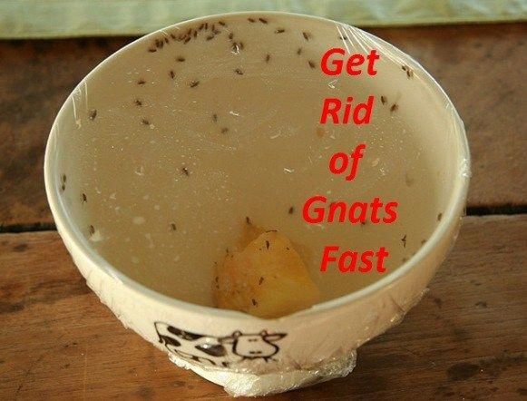 How To Get Rid Of Gnats Homepestcontrolplants How To Get