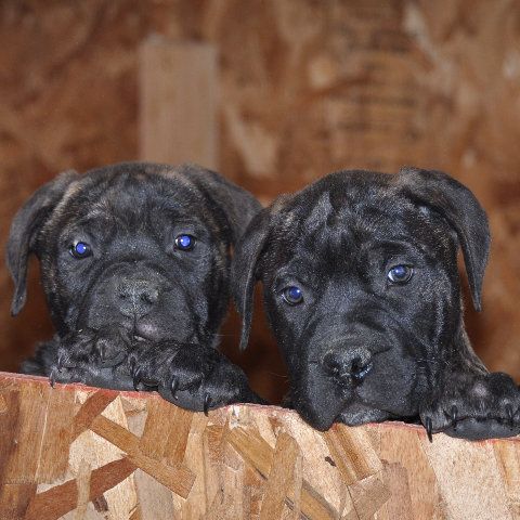 Dogs For Sale In Lakeport Ca Dogs For Sale In Lakeport Ca