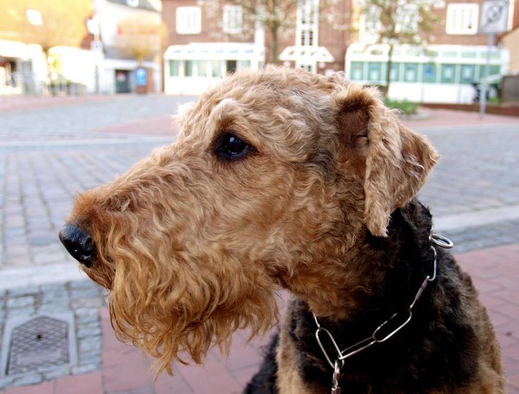 13 best Airedales images on Pinterest | Airedale terrier, Color ...