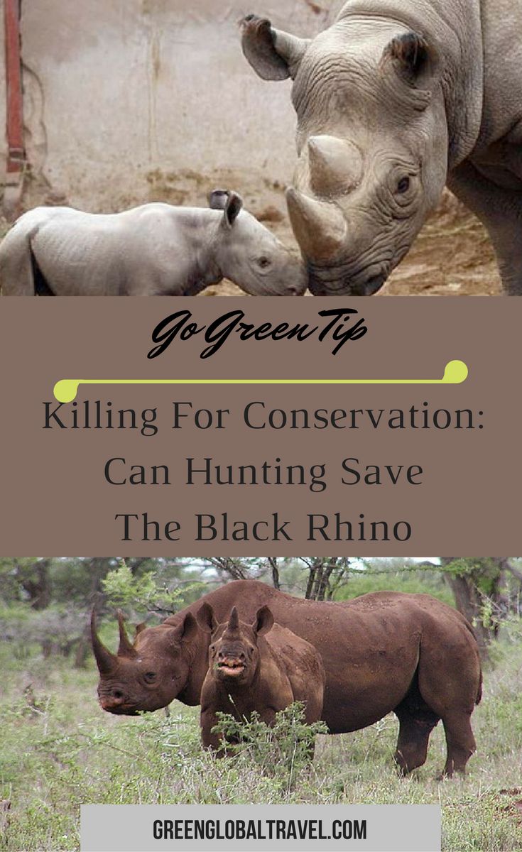 Save the tiger campaign essay