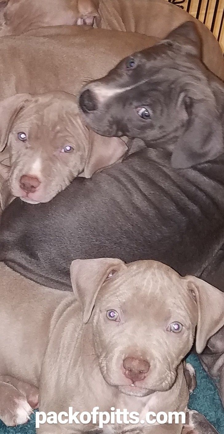 Pack Of Pitts Kennels Cervato Bella Blue Champagne Puppies