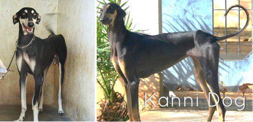 11 Most Dangerous Indian Dogs Dogs Dog Breeds Animals