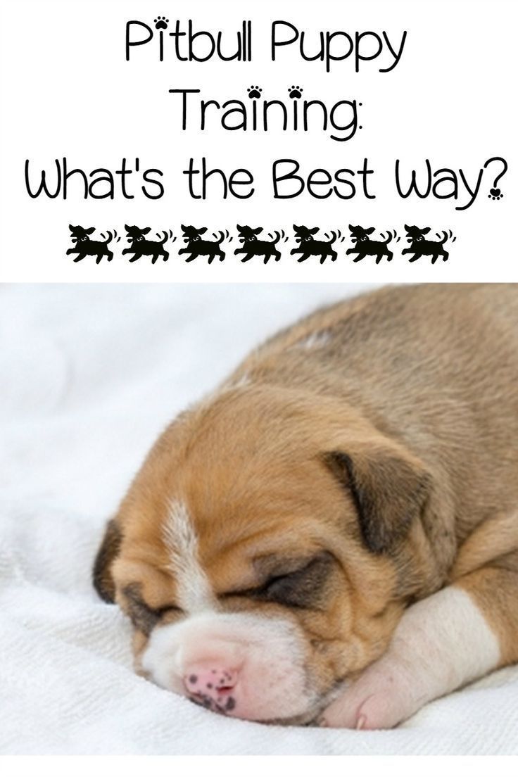 Pitbull Puppy Training Tips What S The Best Way Puppy Training