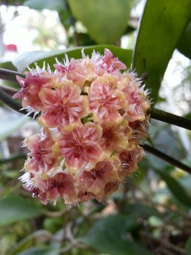 Pink hoya plant