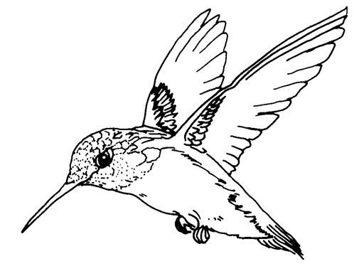 small birds flying beautiful