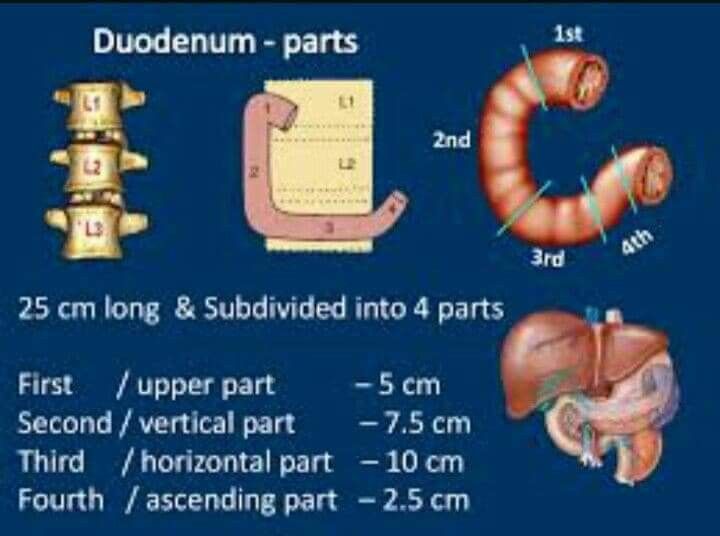 Pin by sergio on Abdomen. Superior mesenteric artery syndrome, Pelvic