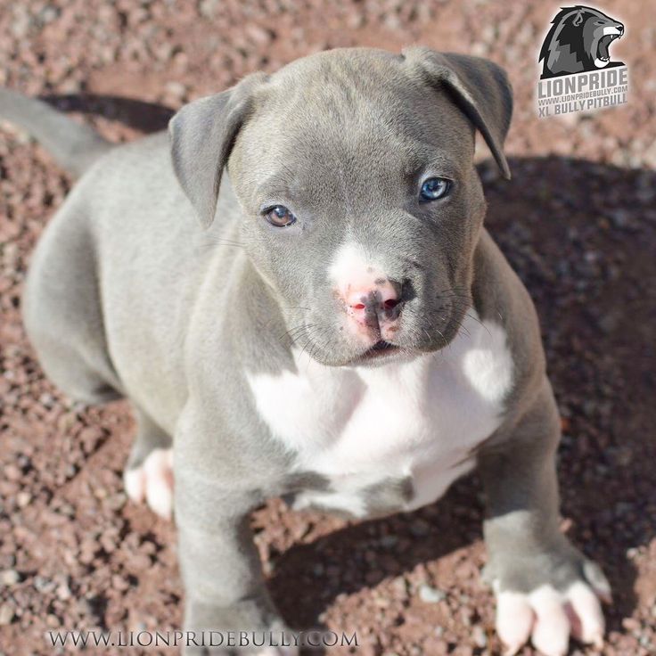 The 25+ best Blue staffy for sale ideas on Pinterest The 25+ best Blue staffy for sale ideas on Pinterest