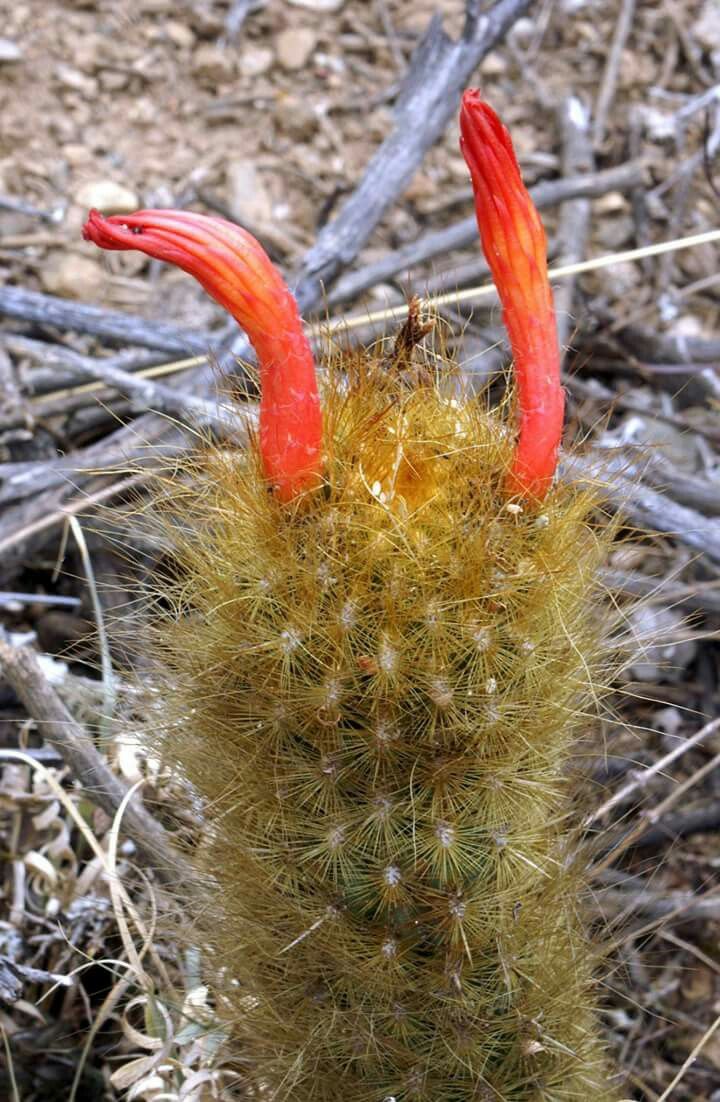 Cleistocactus icosagonus | Кактус