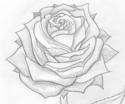 best 25 rose drawings ideas on pinterest easy rose drawing how best 25 rose drawings ideas on pinterest easy rose drawing how