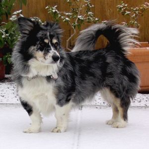 australian shepherd and german shepherd mix best 25 corgi australian shepherd mix ideas on pinterest australian shepherd and german shepherd mix best 25 corgi australian shepherd mix ideas on pinterest