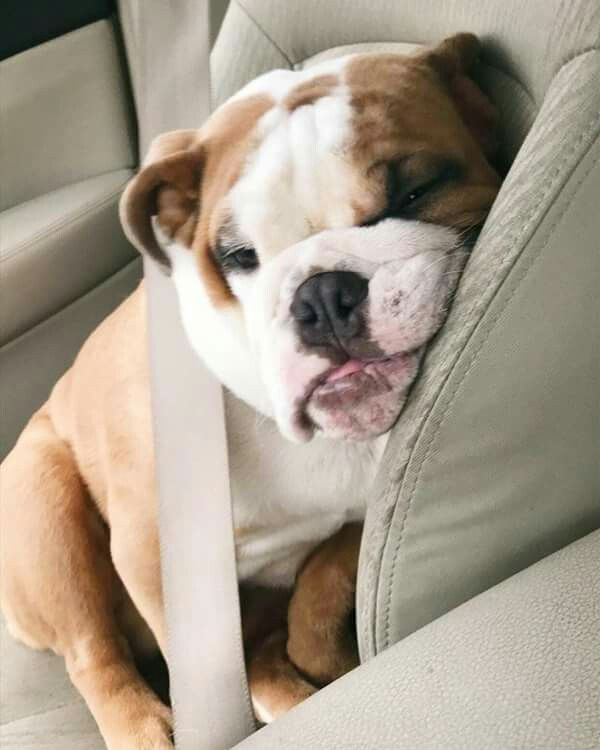 Buldog Bulldog Baby Puppies English Bulldog