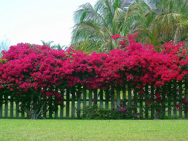 Bougainvillea Trellis Ideas Part - 18: Backyard Planning, Phase I: Bougainvilleas | Bougainvillea, Southern California And Southern