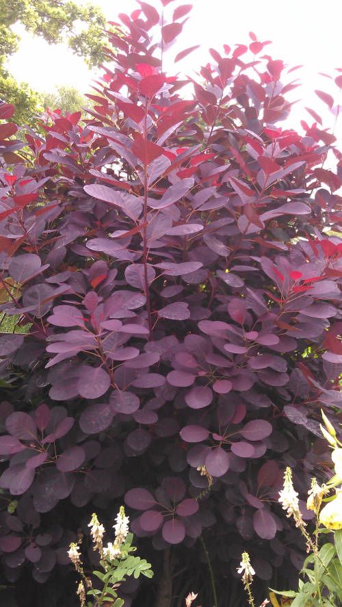 Best 25 Purple Plants Ideas On Pinterest Flowers Garden Leaves Cotinus Coggygria Royal Purple 2ltr Deciduous Treesflowering Shrubspurple Plantsred Leavespink