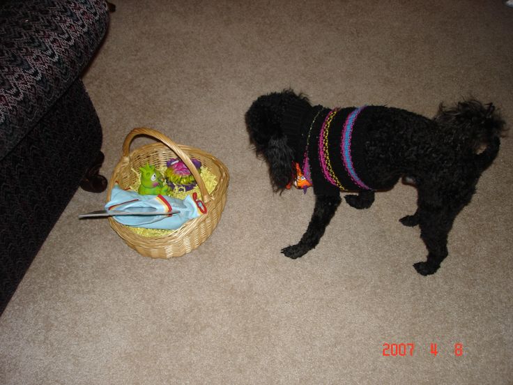 "Wow! The Easter bunny shops at Petco!" Petco, Bunny, Easter bunny